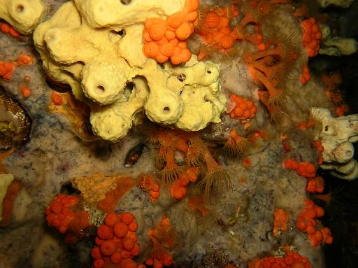 Éponge cavernicole jaune.JPG